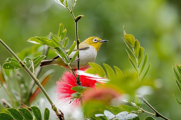 股票配资配资网站 印尼挫败濒危鸟类走私图谋 超1000只爪哇绣眼鸟放归自然